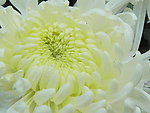 白色黄菊花