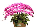 花卉 蝴蝶兰
