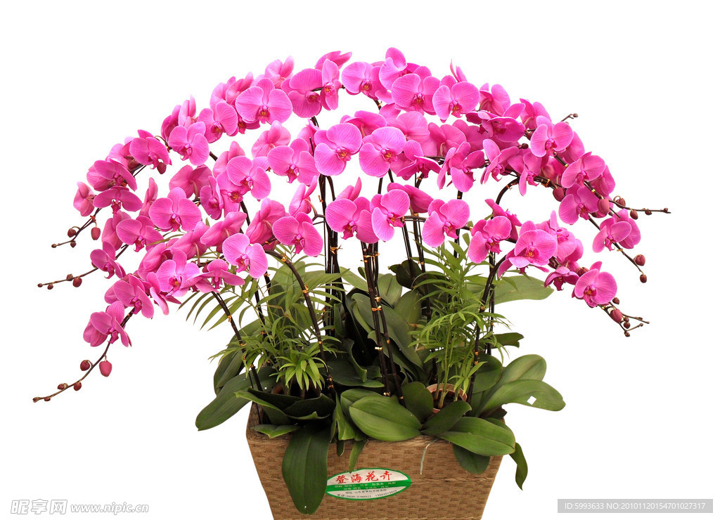 花卉 蝴蝶兰