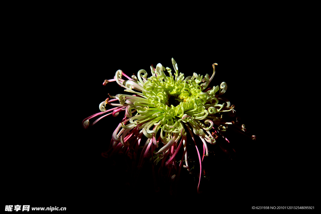 菊花