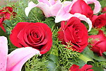 玫瑰花