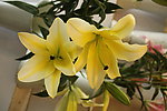 百合花