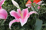 百合花