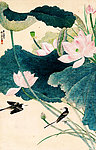 荷花小鸟