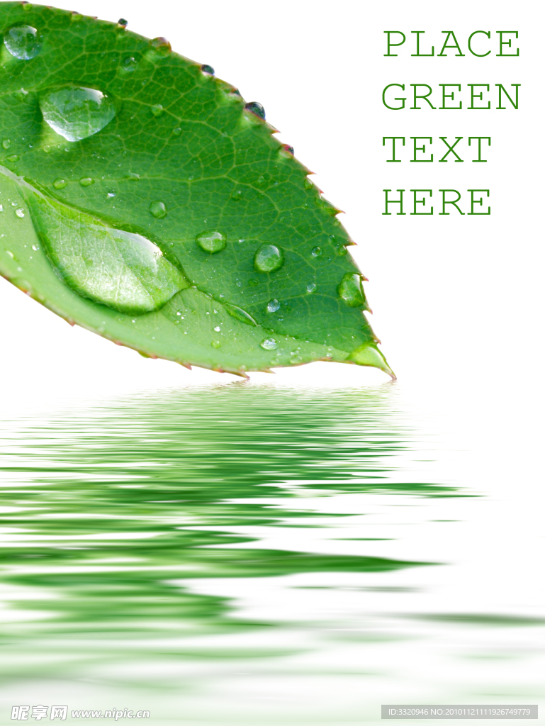 绿叶与水滴高清图片