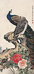 孔雀国色