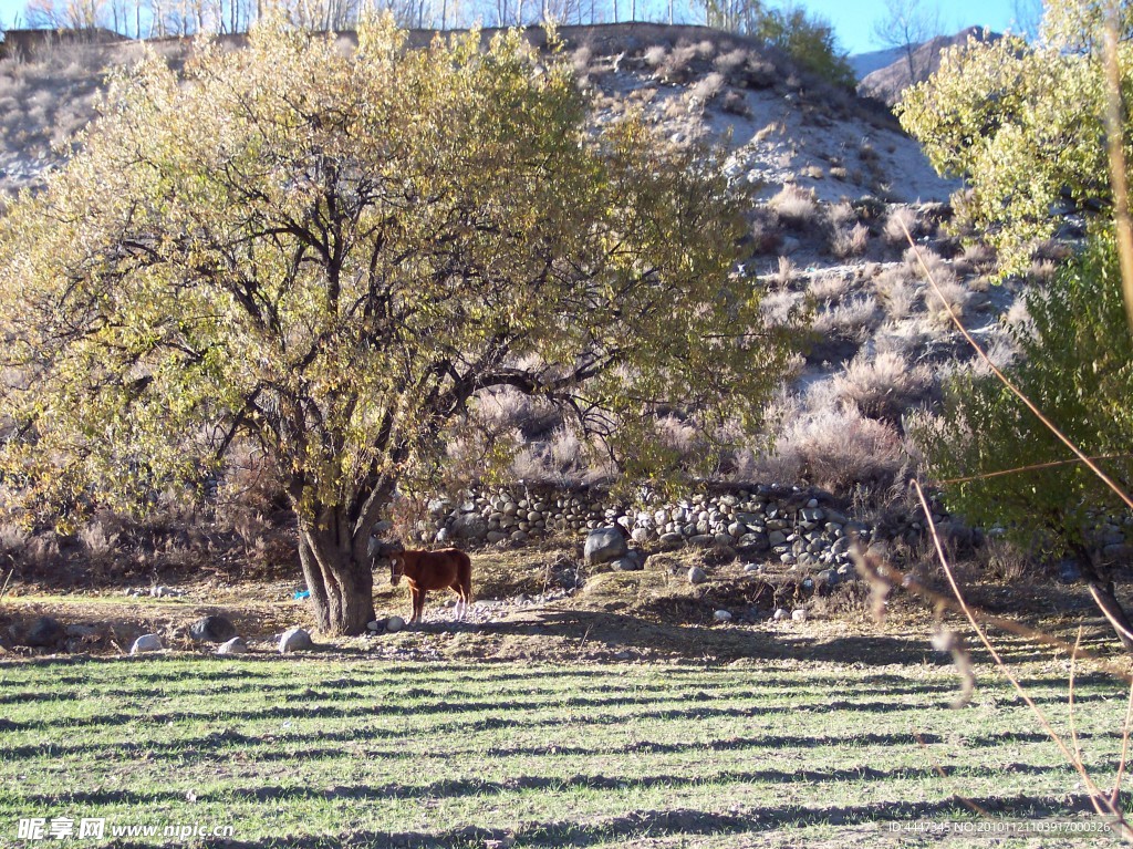 驴子和树