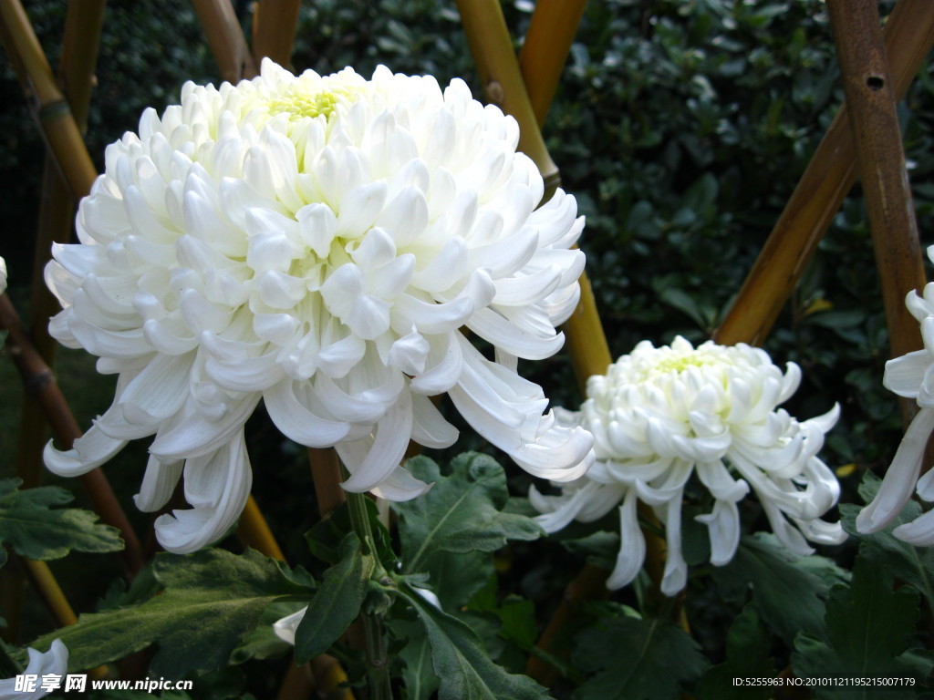 福州西湖菊花展