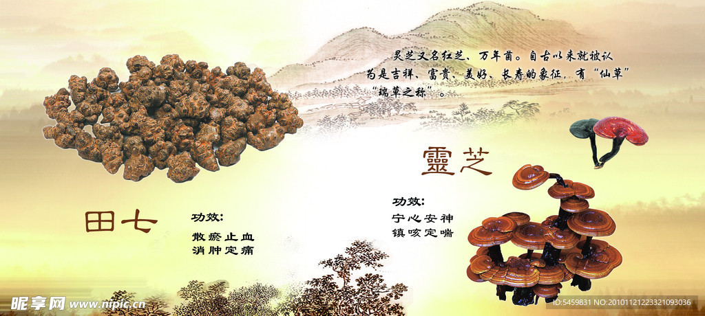 田七和灵芝