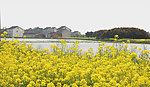 油菜花