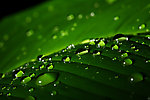 水珠