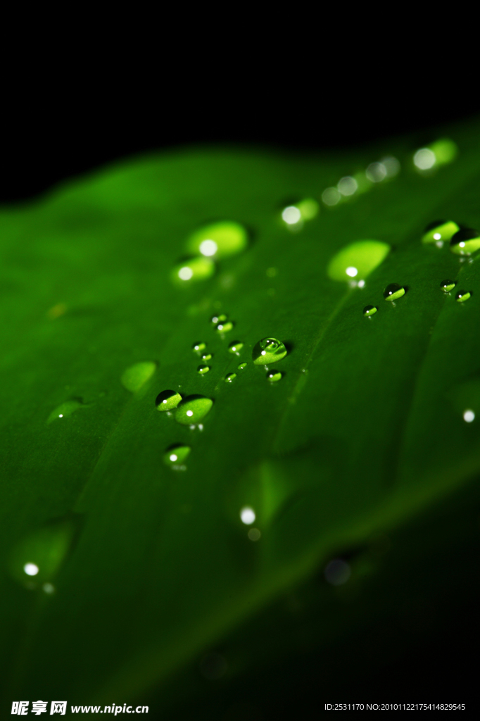 水珠特写