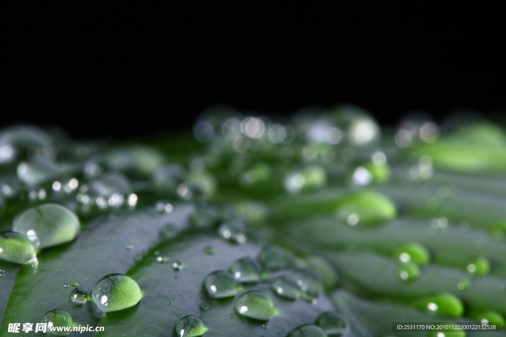 露珠 露水 晨露 水珠