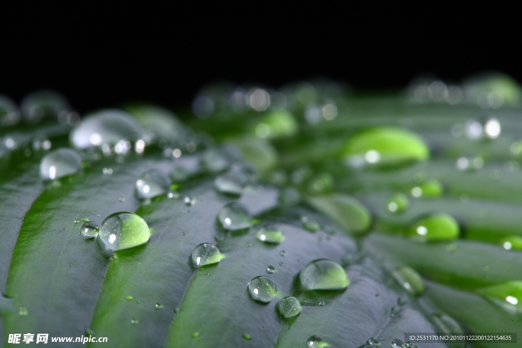 露珠 露水 晨露 水珠