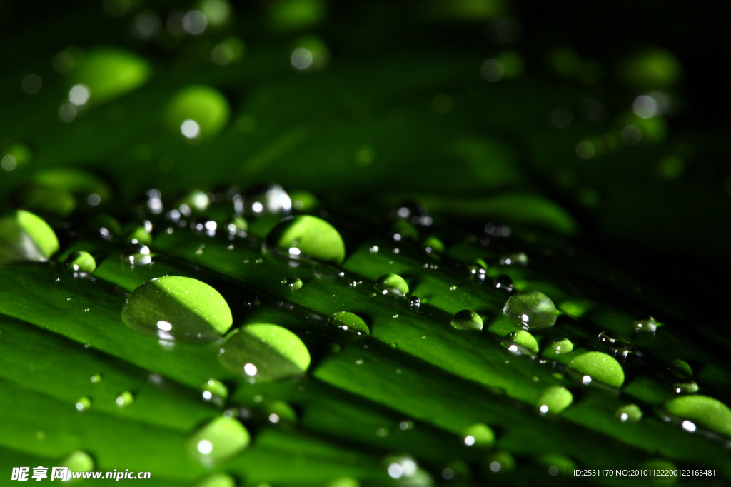 露水 露珠 晨露 水珠 水滴