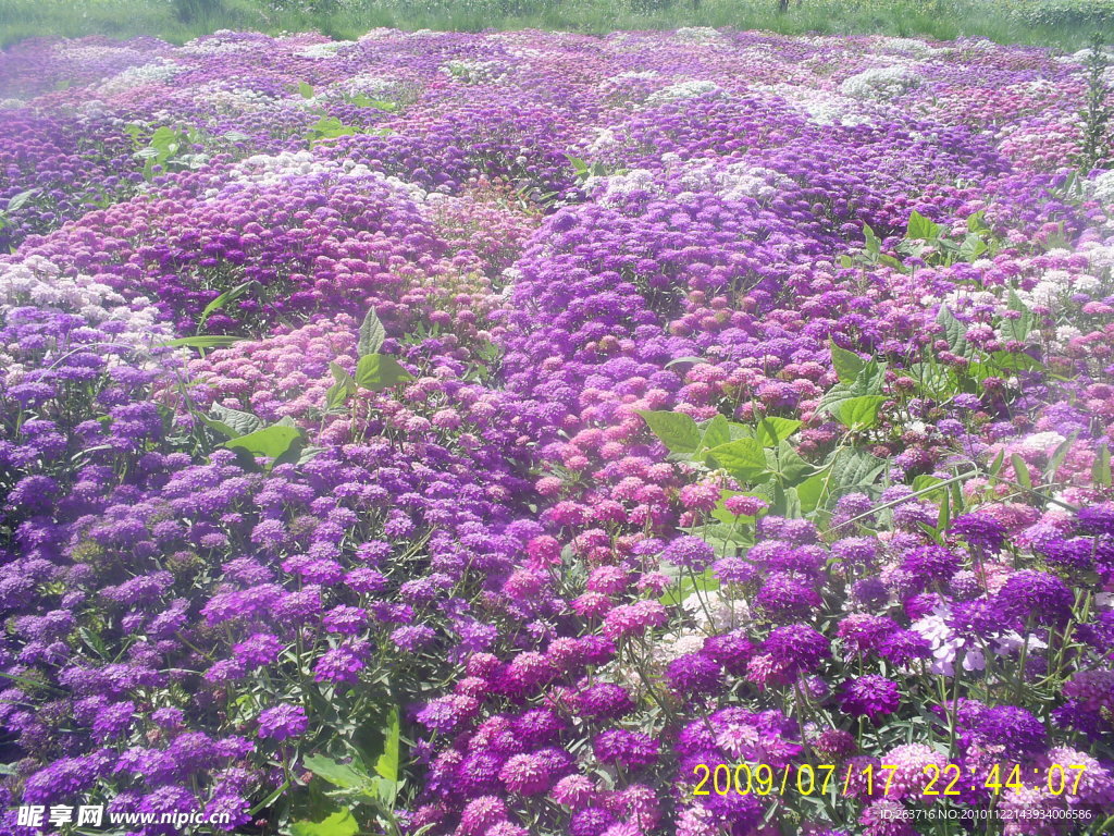 蜂室花