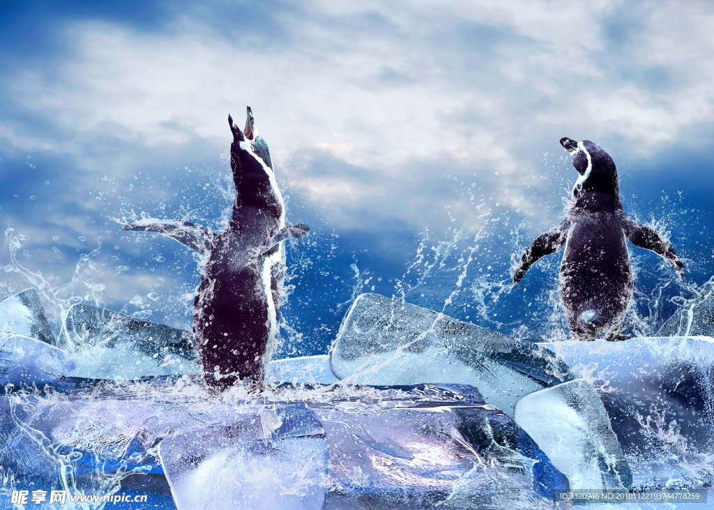 企鹅高清图片