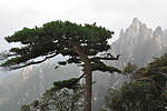 山影
