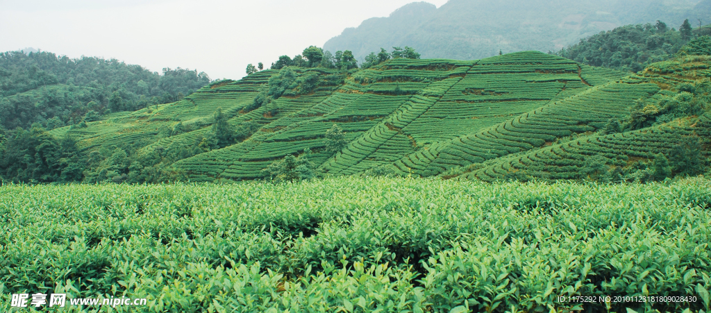 茶山