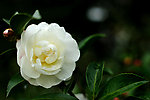 茶花
