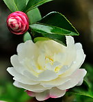 茶花