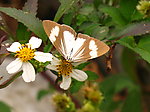 白褐色蝴蝶采花蜜