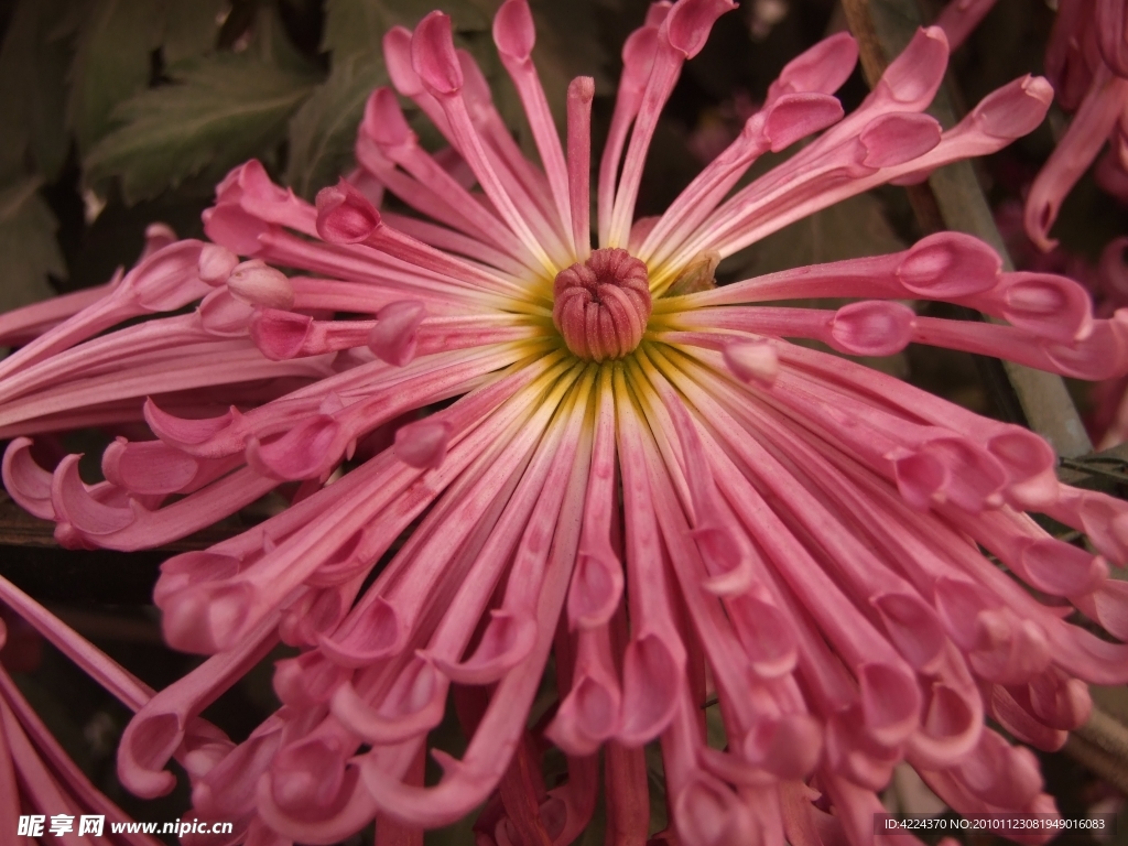 菊花