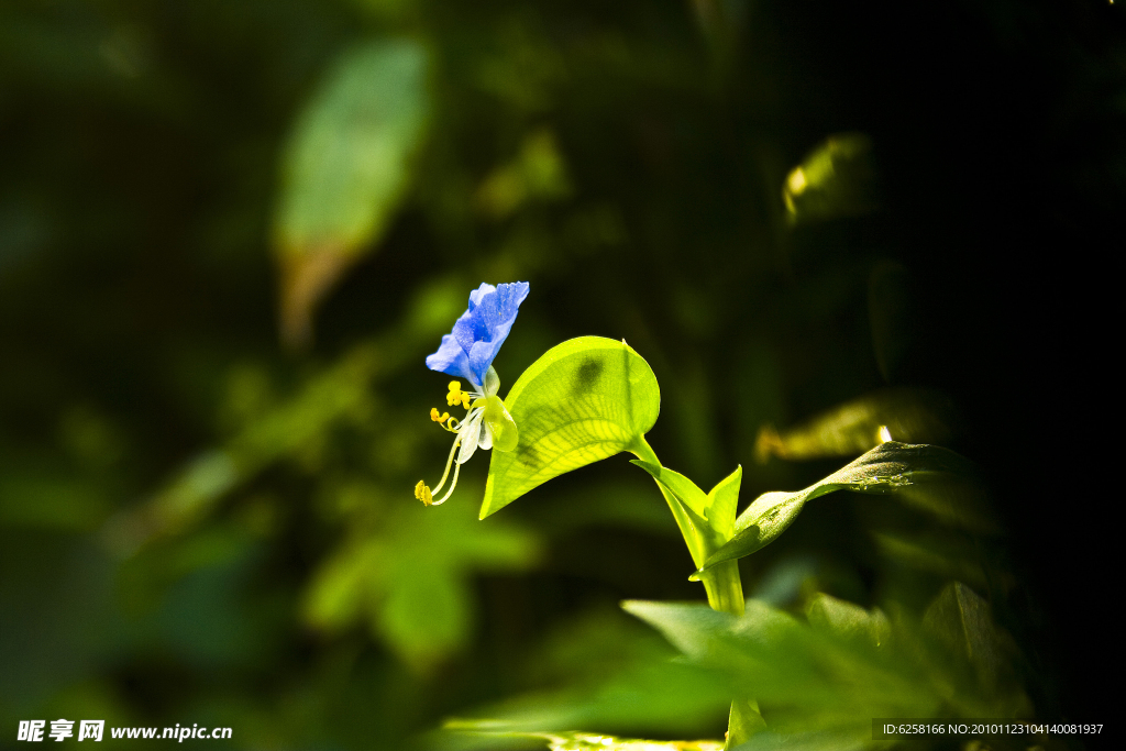 蝴蝶花