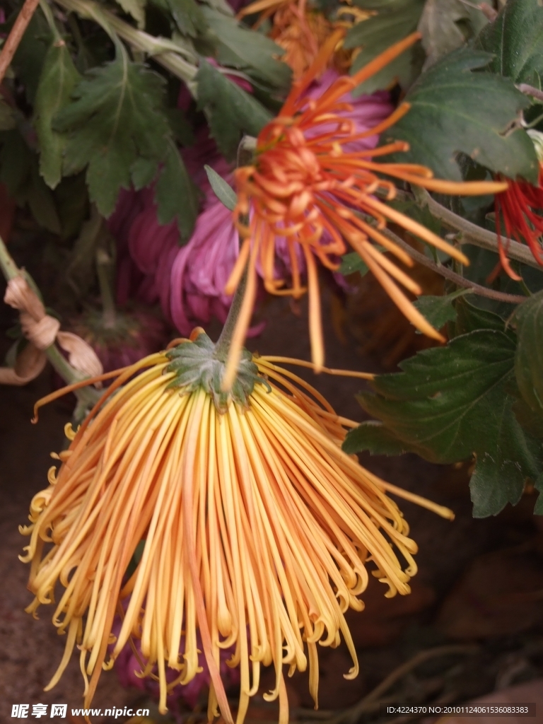 菊花