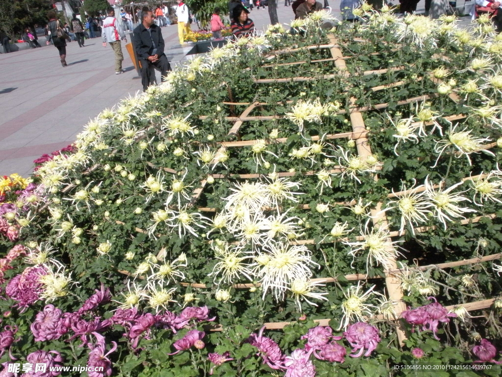 菊花