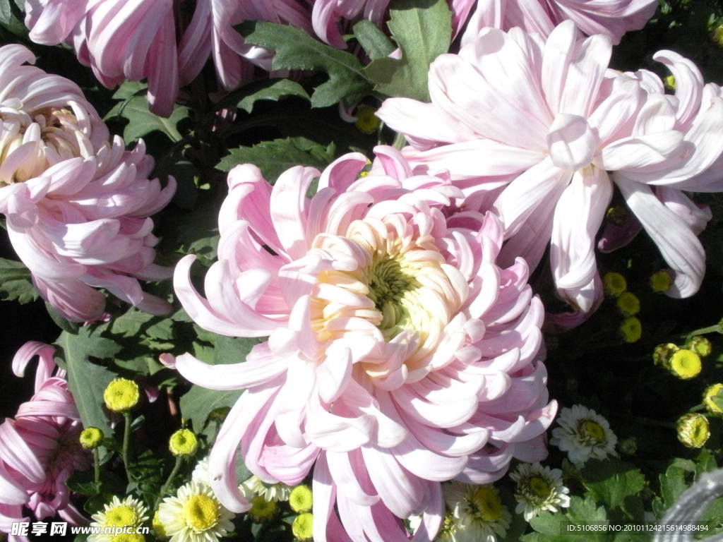 菊花