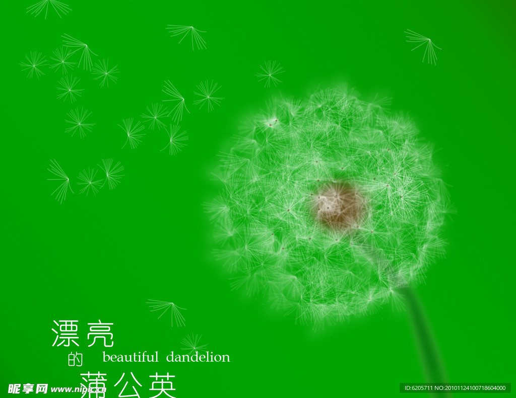 漂亮的蒲公英