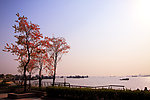 秋染江岸