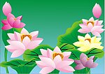 荷花