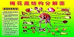 鹿结构分解图