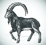 山羊 羊