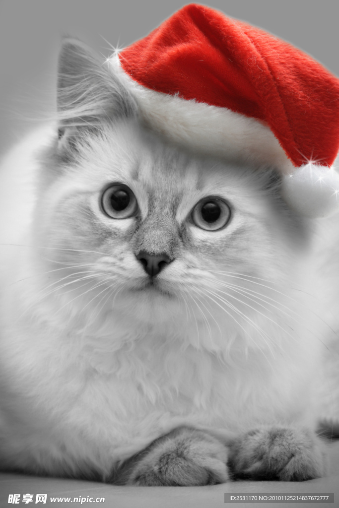 小猫
