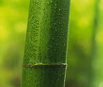 竹子