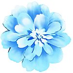 花卉