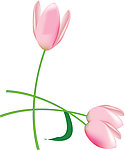 矢量郁金香 矢量鲜花