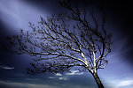 一棵孤独的树 澳大利亚田园风光