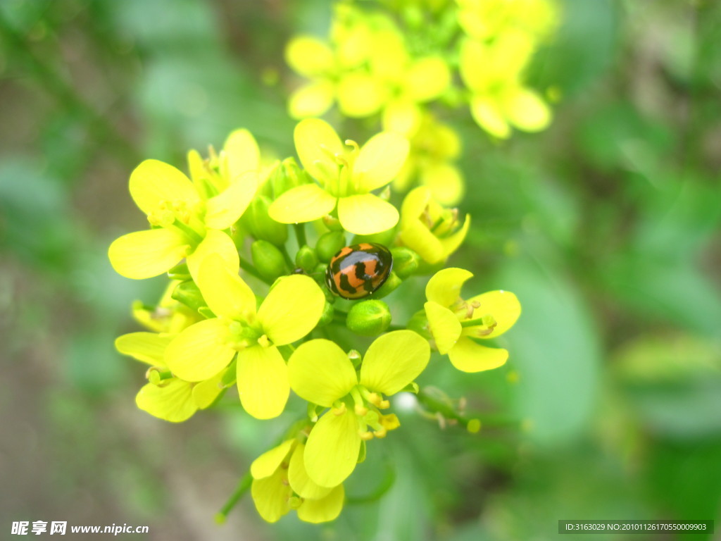 油菜花