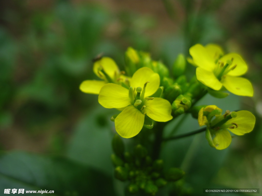 油菜花