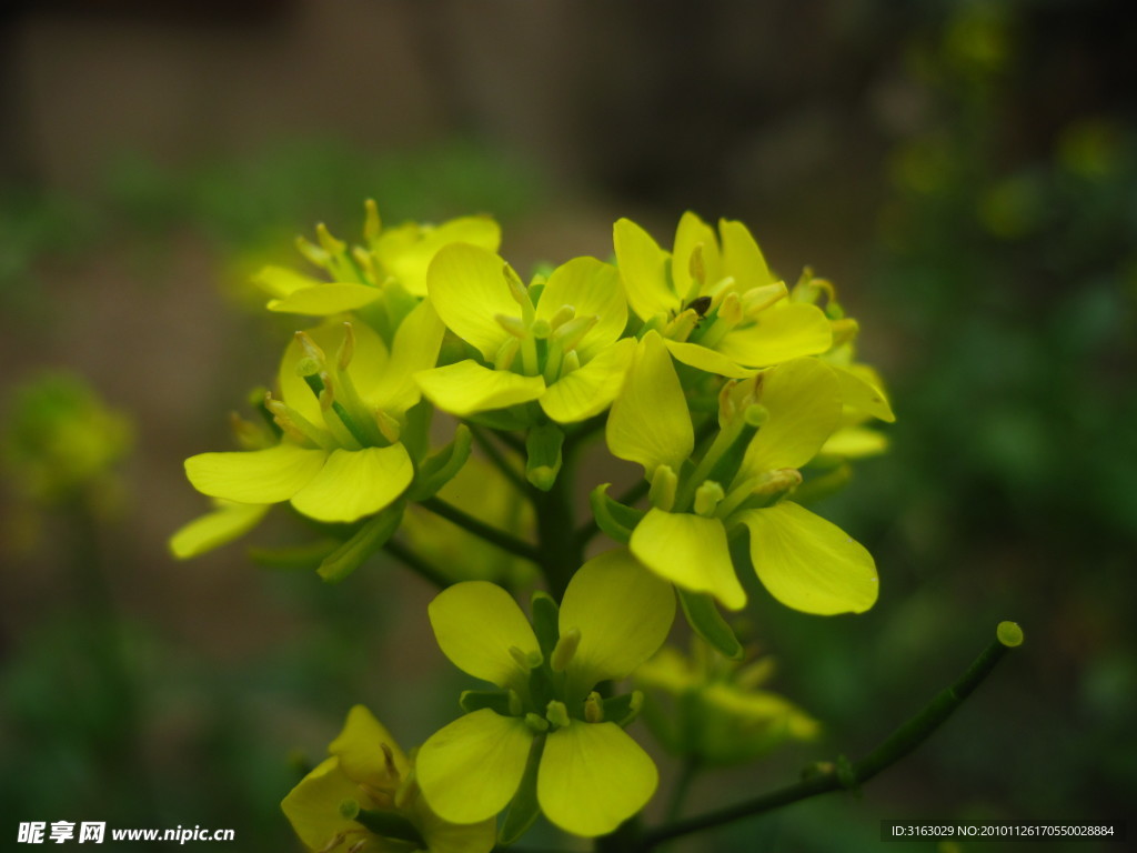 油菜花