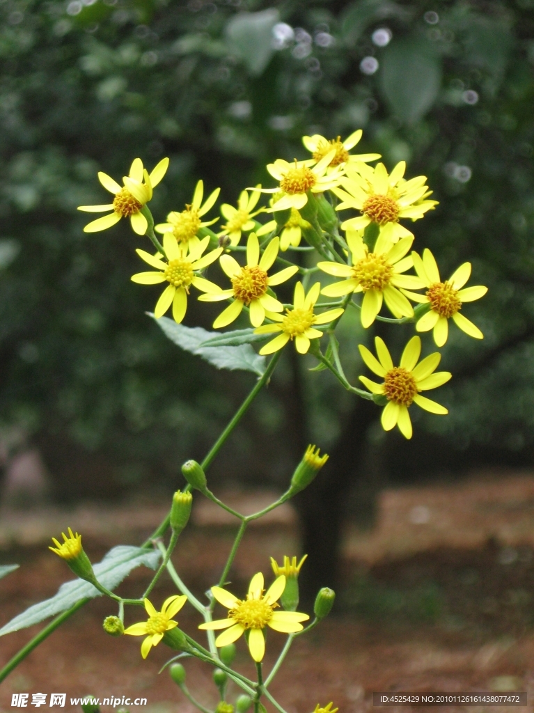 菊花