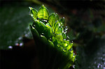 草莓芯