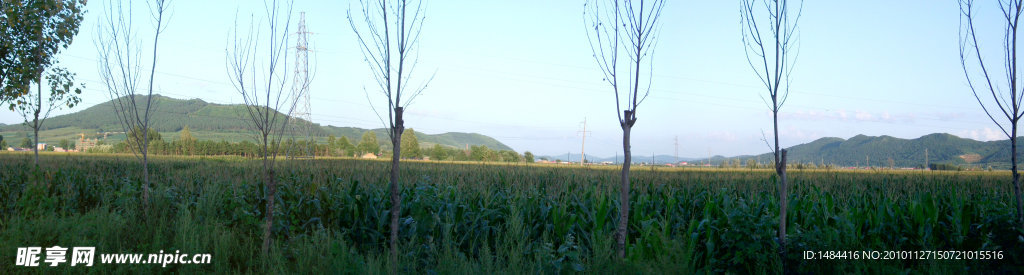 玉米地
