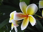 鸡蛋花