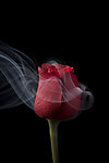 玫瑰花