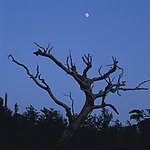 月夜山景